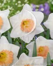 botanic stock photo Narcissus Peaches and Cream