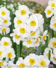 botanic stock photo Narcissus Laurens Koster