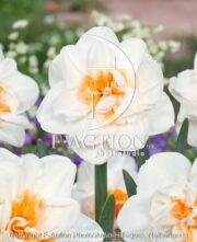 botanic stock photo Narcissus Madison