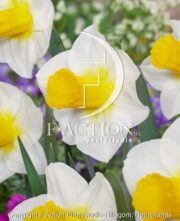 botanic stock photo Narcissus Mrs Iwasa Masako