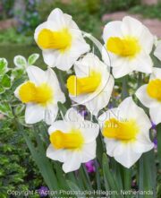 botanic stock photo Narcissus Mrs Iwasa Masako