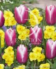 botanic stock photo Narcissus Kokopelli-Tulipa Kamaliya