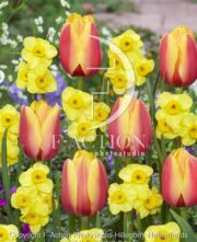 botanic stock photo Narcissus Kokopelli-Tulipa World Peace