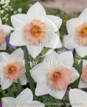 botanic stock photo Narcissus Faith