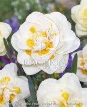 botanic stock photo Narcissus Fragrant Jewel