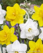 botanic stock photo Narcissus Geneve-Sint Victor