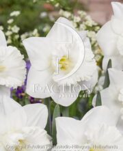 botanic stock photo Narcissus Geneve