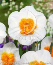 botanic stock photo Narcissus Czardas