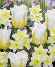 botanic stock photo Tulipa Flaming Agrass- Narcissus Prome Dance