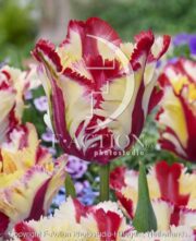 botanic stock photo Tulipa Flaming Parrot