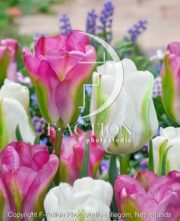 botanic stock photo Tulipa Twilight Princess-Groenland
