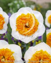 botanic stock photo Narcissus Amadeus Mozart
