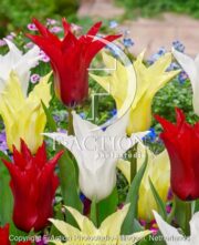 botanic stock photo Tulipa Chic Mixed