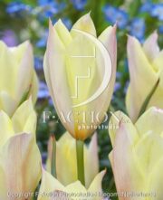 botanic stock photo Tulipa Honky Tonk