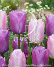 botanic stock photo Tulipa Violet Beauty-Sweet Flag