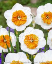 botanic stock photo Narcissus Bella Vista