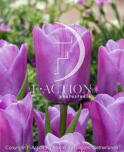botanic stock photo Tulipa Violet Beauty