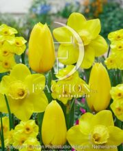 botanic stock photo Tulipa Muscadet-Narcissus Neon-Kokopeli