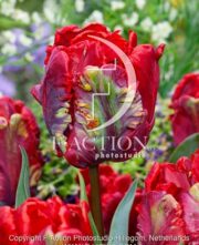 botanic stock photo Tulipa Rococo