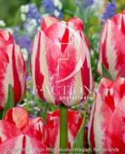 botanic stock photo Tulipa Spryng Break