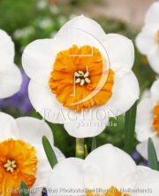 botanic stock photo Narcissus Bella Vista