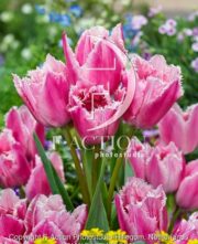 botanic stock photo Tulipa Fringed Family