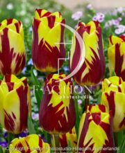 botanic stock photo Tulipa Helmar