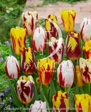 botanic stock photo Tulipa Paint Mixed