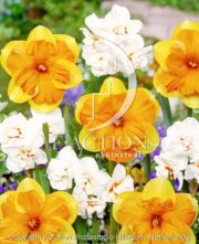 botanic stock photo Narcissus Mondragon-Abba