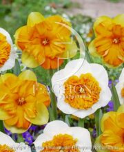 botanic stock photo Narcissus Mondragon-Amadeus Mozart