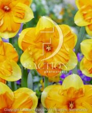botanic stock photo Narcissus Mondragon