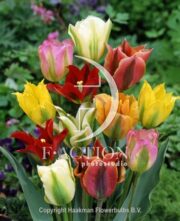 botanic stock photo Tulipa Viridiflora