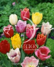botanic stock photo Tulipa Fringed