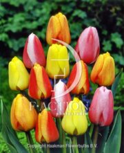 botanic stock photo Tulipa Darwin Hybride