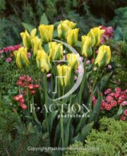 botanic stock photo Tulipa Formosa