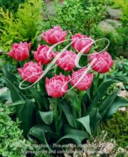 botanic stock photo Tulipa Double Price