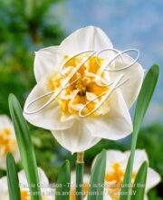 botanic stock photo Narcissus Dolly Mollinger