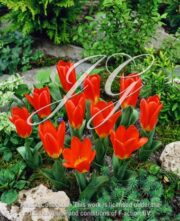 botanic stock photo Tulipa Scarlet Baby