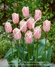 botanic stock photo Tulipa Baronese