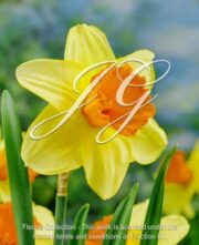 botanic stock photo Narcissus Orange Progress