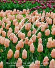 botanic stock photo Tulipa Apricot Beauty