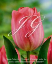 botanic stock photo tulipa Van Eyck