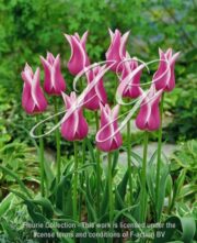 botanic stock photo Tulipa Ballade