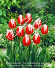 botanic stock photo Tulipa Leen van der Mark