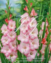 botanic stock photo Gladiolus Beauty of Holland