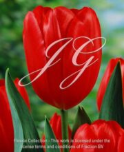 botanic stock photo Tulipa Bing Crosby