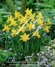 botanic stock photo Narcissus Itzim