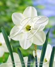 botanic stock photo Narcissus Easter Moon