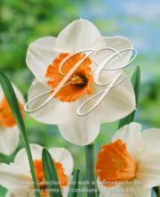 botanic stock photo Narcissus White Orange