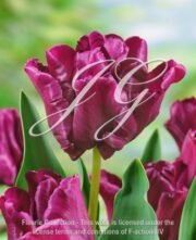 botanic stock photo Tulipa Muriel